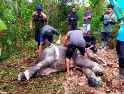 Kerusakan Hutan di Taman Nasional Tesso Nilo: Karena Jokowi Belum Tunjukkan Ijazah Aslinya?