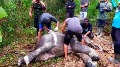 Kerusakan Hutan di Taman Nasional Tesso Nilo: Karena Jokowi Belum Tunjukkan Ijazah Aslinya?